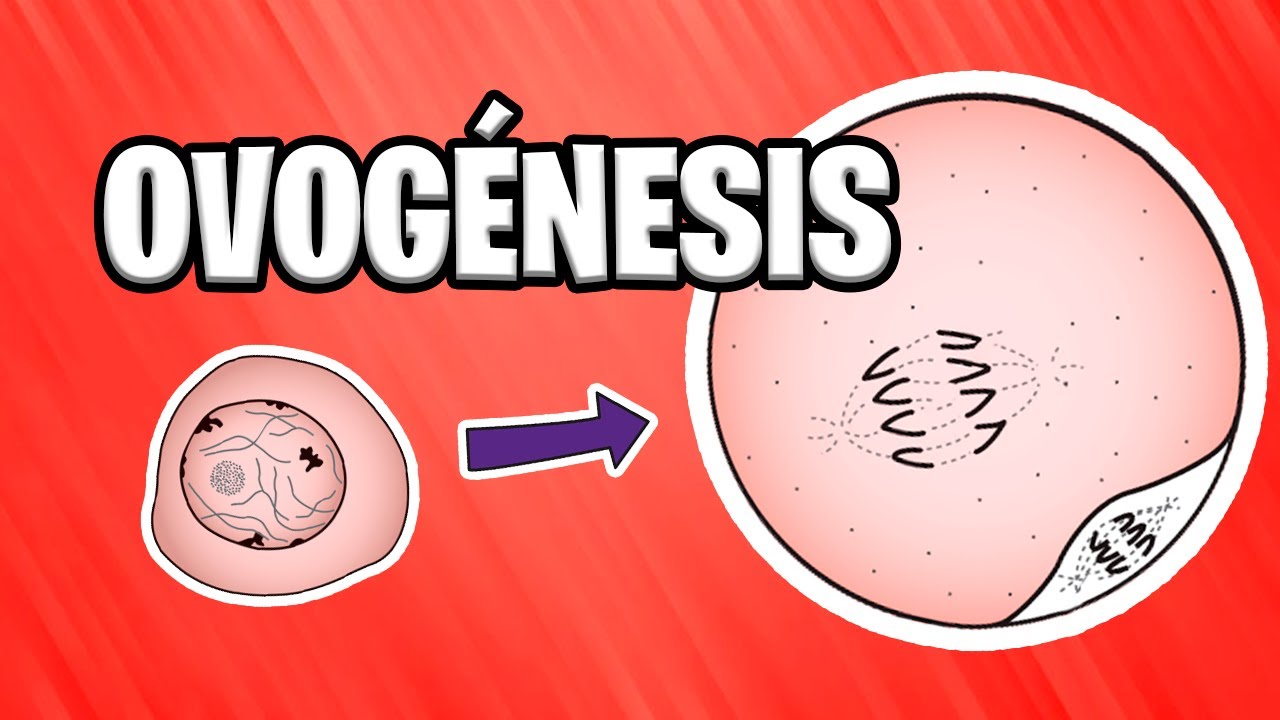 ✅ WHAT IS OVOGENESIS? | HUMAN EMBRYOLOGY 📚