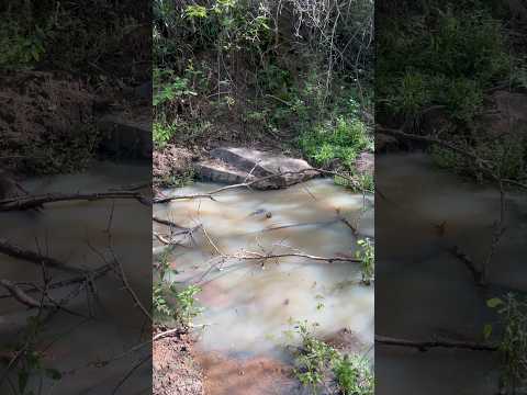 Nascente na caatinga agora está cheia () Tanque Novo-BA