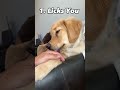 3 Signs Your Dog Is Happy Shorts Puppy Dog