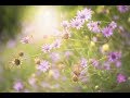 Peaceful Music, Relaxing Music, Instrumental Music, "Endless and Ever Beautiful" by Tim Janis