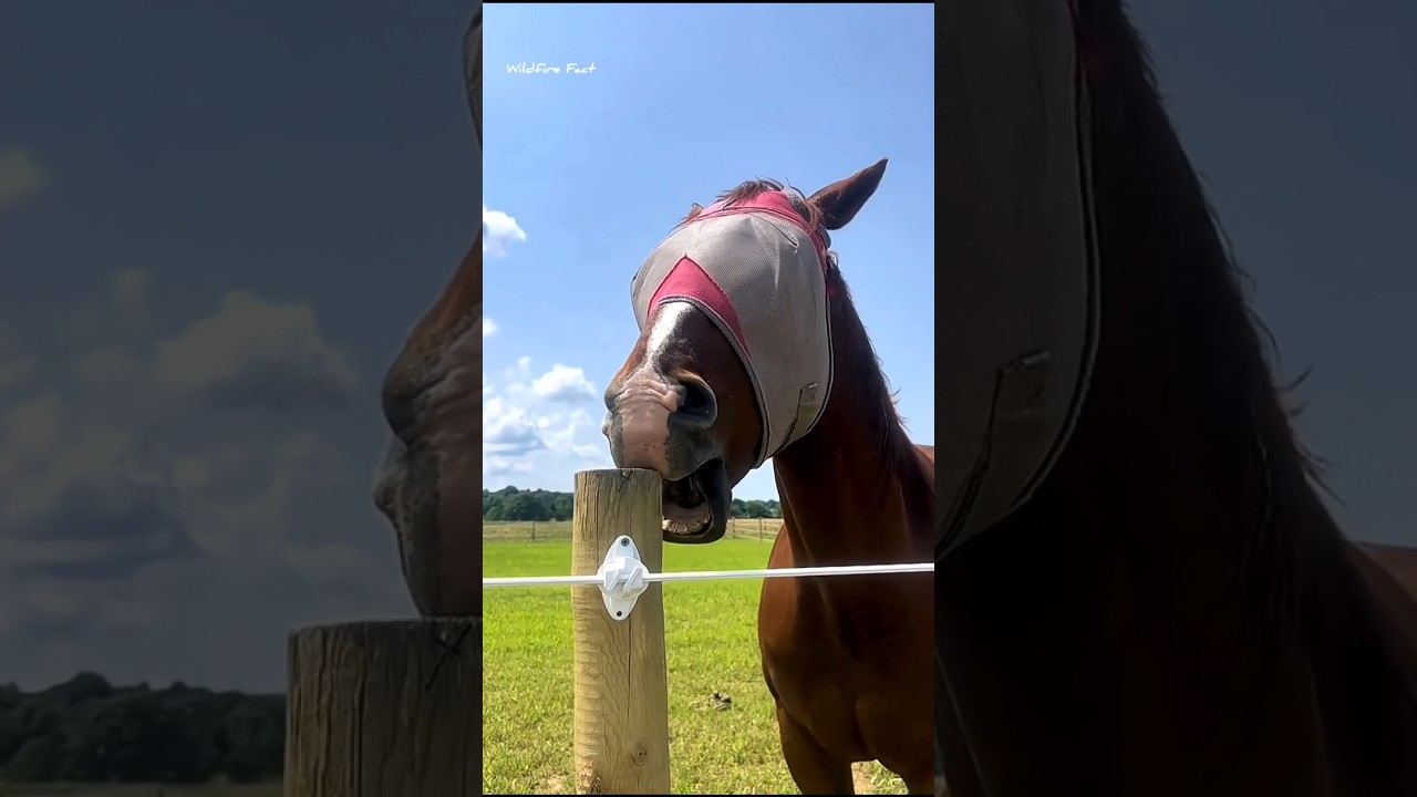 Why Does The Horses Behave Like This #shorts #ytshorts