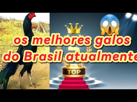 Top 5 melhores galos do Brasil #c3 #sitio #galos #galos #criação #galinha #vidanaroça #pisca