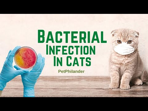 Bacterial Infection in Cats   Symptoms, Causes, Diagnosis and Treatment