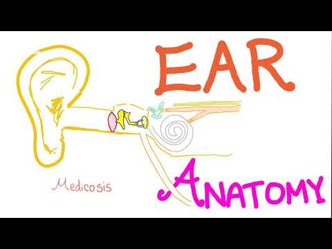 Anatomy of the Ear - Quick Review - Anatomy Series