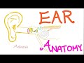Anatomy Of The Ear Quick Review Anatomy Series