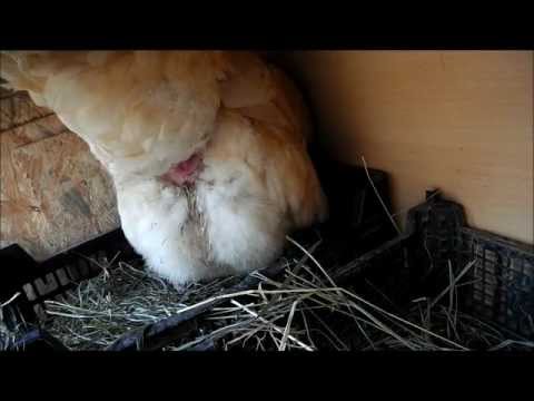 pourquoi la coquille des oeufs est blanche