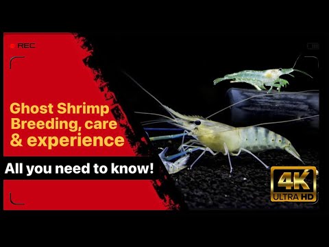 Ghost shrimp complete care guide