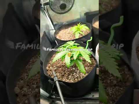 Autoflower 3 Weeks 🥺 #auto #indoorplants ##cultivation #3week #organiccannabis