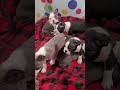 Boston Terrier dogs for sale: Ivan - Video 1