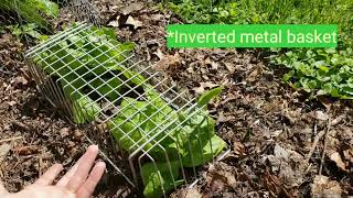 How to Protect your Garden from Rabbits & Chipmunks