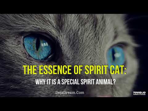 The Essence Of Spirit Cat: Why It Is A Special Spirit Animal?