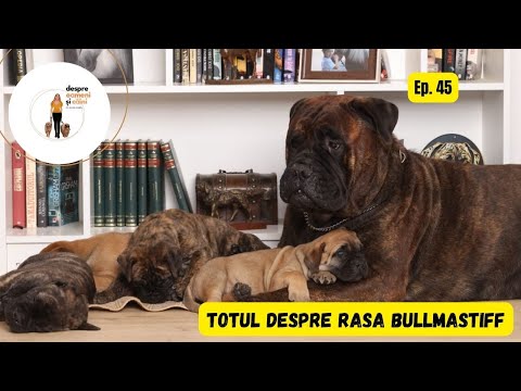 About people and dogs Podcast #45. BULLMASTIFF breed with Rodica Țenu, breeder and veterinarian