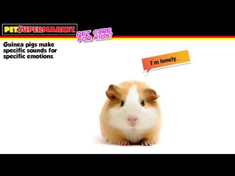 image-Can a child take care of a guinea pig?