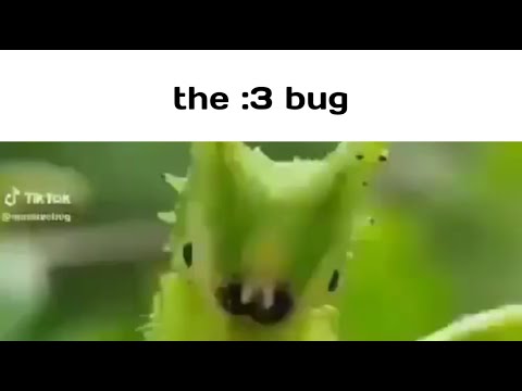 the :3 bug