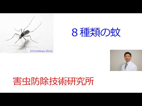 蚊の種類
