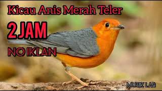 Download lagu Kicau Anis Merah Teler | 2 Jam tanpa iklan mp3 Download lagu Kicau Anis Merah Teler | 2 Jam tanpa iklan mp3