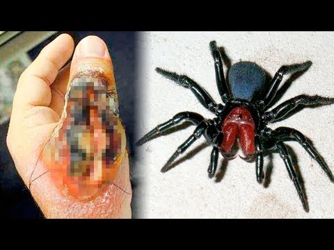 THE MOST DANGEROUS SPIDERS In The World