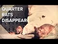 French Quarter rats disappearing as New Orleans uses pandemic to its advantage - WWLTV French Quarter rats disappearing as New Orleans uses pandemic to its advantage