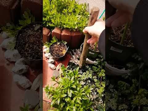 なぜ卵の殻を庭に植えるのですか？できるだけ早く始めるべき3つの理由!  庭園