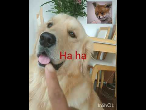 GOLDEN REITREVER TREAT USE EMPTY CUP.