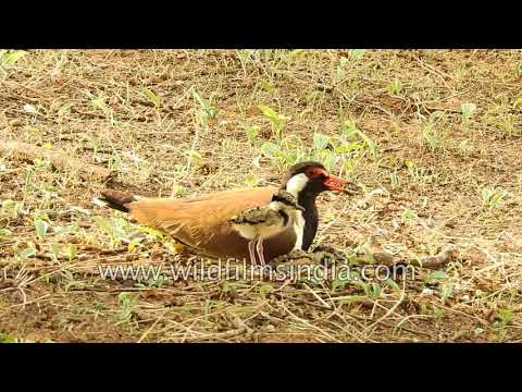 Red-wattled Lapwing and a clutch of 4 chicks perfectly camouflaged