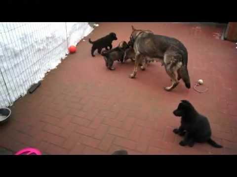 Welpen nach Hank vom Weinbergblick & Orka von der Germanenquelle 6Wochen alt