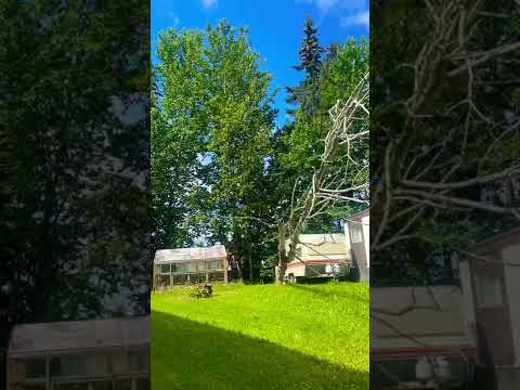 Hazard Tree #treefalling #stihlchainsaws #treesvideo #fyp