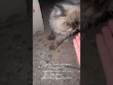 بزونتهم صارلها 45 ضايعة الحمدلله لكوها شعور ما ينوصف 🥹