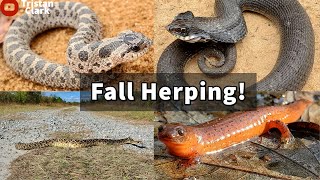 Download Lagu Hognose Snakes, Eastern Diamondback Rattlesnake, Mud Salamanders and More! Fall Herping in Georgia Thumbnail