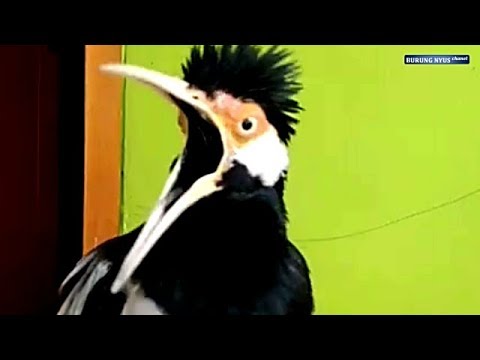 download lagu mp3 mp4 Masteran Jalak Suren Full Nembak, download lagu Masteran Jalak Suren Full Nembak gratis, unduh video klip Masteran Jalak Suren Full Nembak