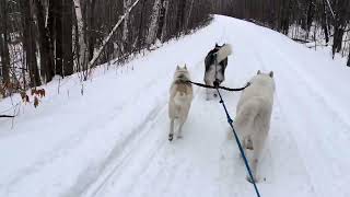 #skijoring #itsahuskything #nofilter #husky #huskylife #snow #snowdog