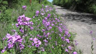 Bicyclist's 911 call: 'She was stabbed multiple times'