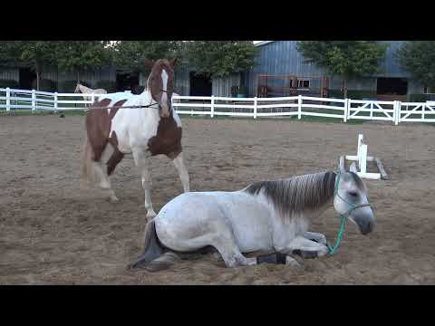 3 Horse Liberty Trick Horse Team Demonstration