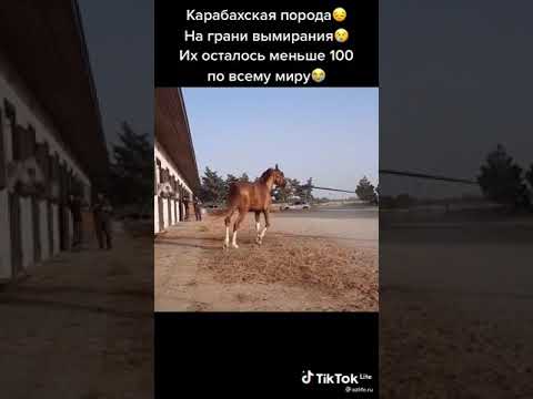 , title : 'карабахская порода лошади на грани вымирания😢 почему люди такие жестокие #лошади #породы'