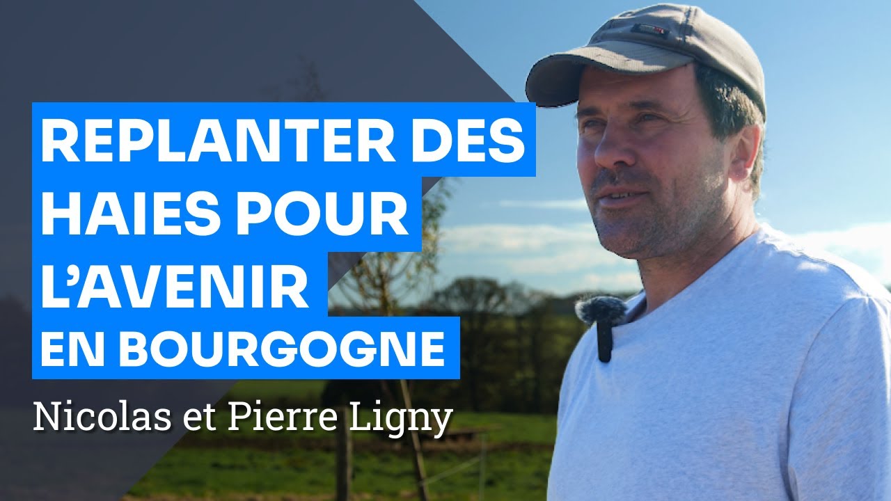 De la haie à la plaquette bois : replanter et préserver la ressource bois en Bourgogne, N et P Ligny