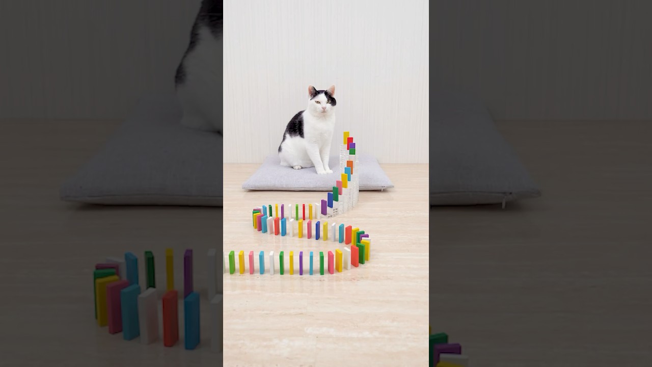 Cats and Domino