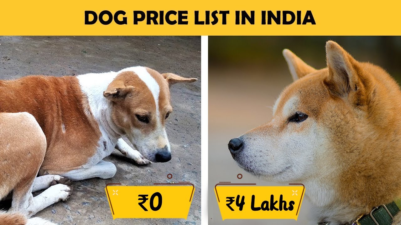 Watch video Dog Prices In India - Part 1 (Large Breed Dogs) Now Dog Prices In India - Part 1 (Large Breed Dogs)