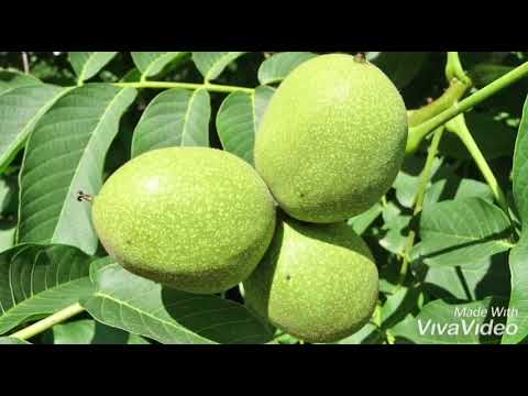 Si teagon trupi i njeriut vetëm 4 orë pasi keni konsumuar 5 kokrra arra..