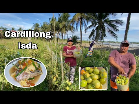 Cardillong Galunggong + Nakipitas ng Kamatis vlog661