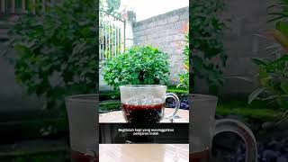 Download lagu kopi selalu menyimpan sisi pahit #katabijak #katabijakkehidupan #katamutiara mp3