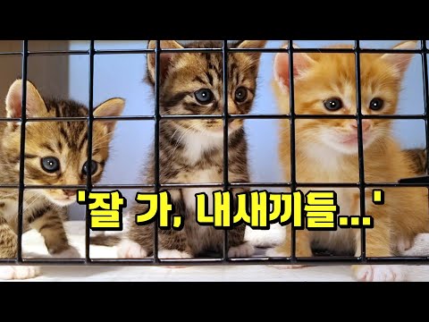 편집하다 오열함..  아깽이들 이제야 이름 불러봅니다