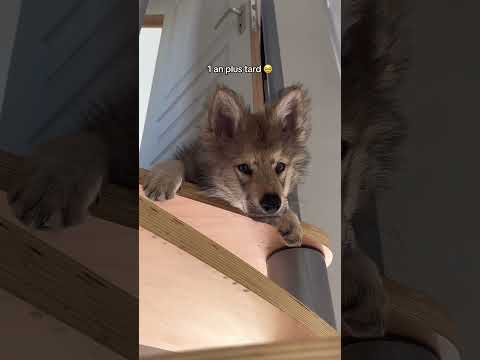 Il a bien grandi 🐺 #puppy #puppylove #wolfdog #wolfdogs #wolf  #wolfpack #puppytransformation