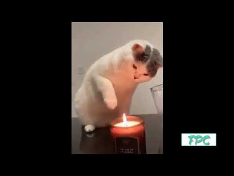 Cute and Funny cats collection | Try not to laugh