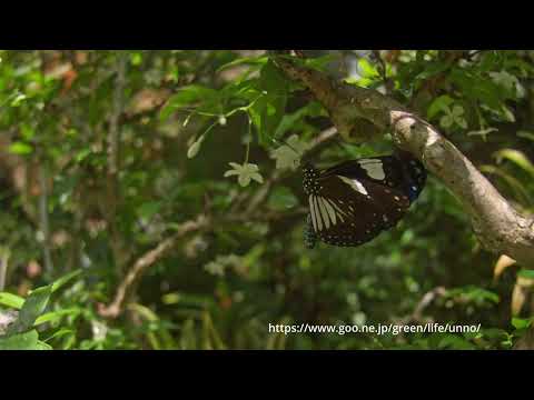 シロモンルリマダラの飛翔、スローモーション