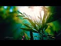 Nature Status Whatsapp Status Morning