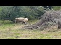 Cow Fight Or Cows Fighting