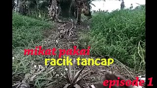 Download lagu mikat burung ruak ruak dengan racik tancap mp3