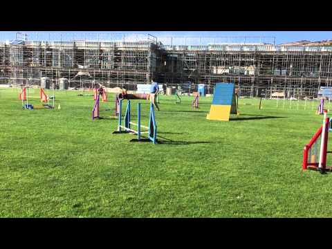 Bev and Pixie - Steeplechase Round 1 (14") - 2015-05-30