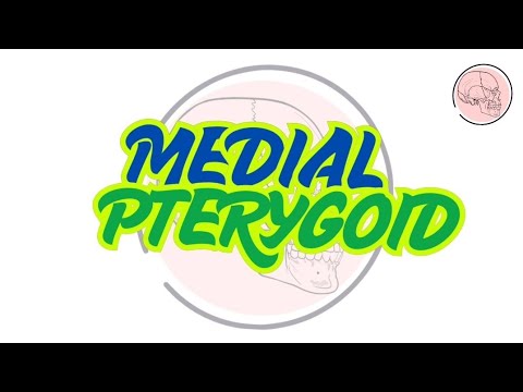 The medial pterygoid muscle