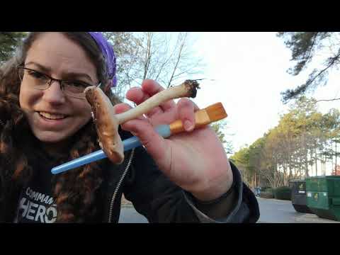 How to ID deer mushrooms in the Pluteus genus